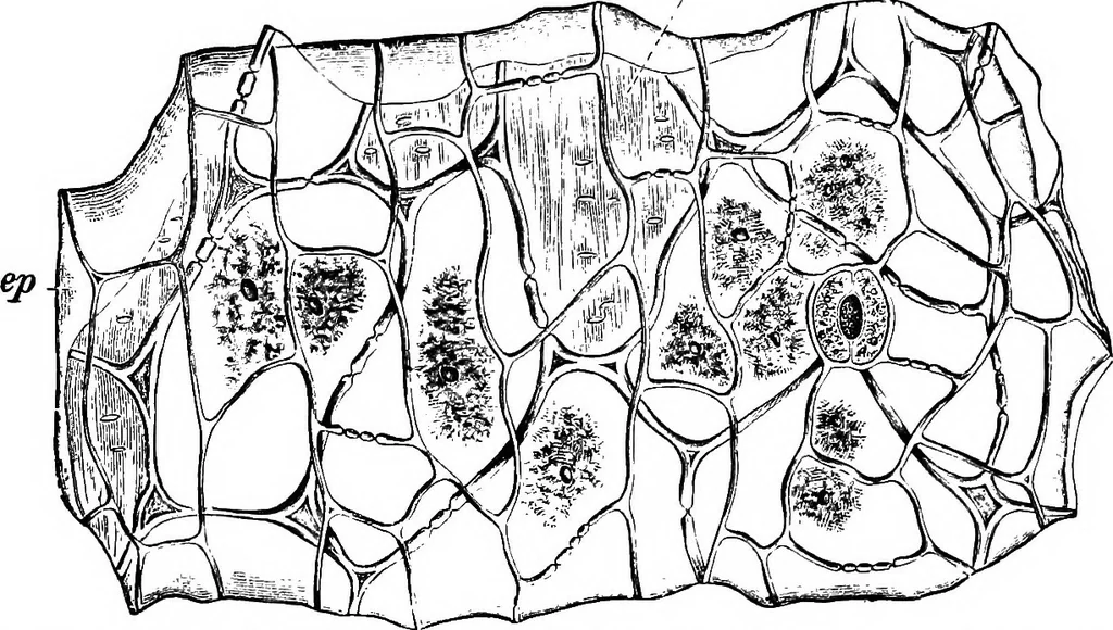 An illustration from The microscopy of vegetable foods : with special reference to the detection of adulteration and the diagnosis of mixtures, 1906, leaf 602