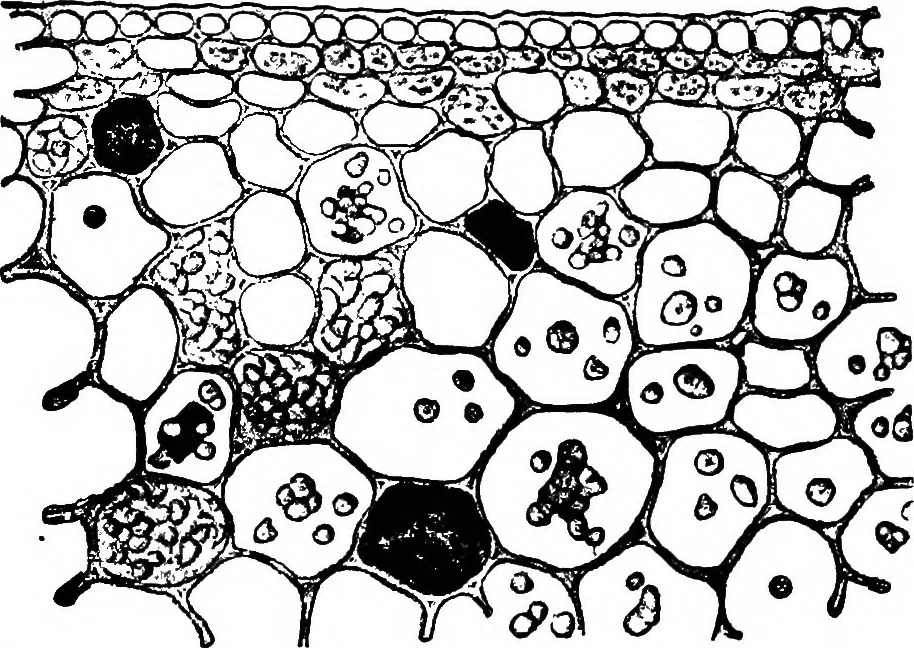 An illustration from The microscopy of vegetable foods : with special reference to the detection of adulteration and the diagnosis of mixtures, 1906, leaf 604