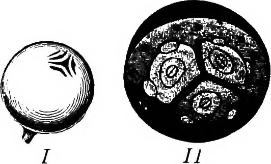 An illustration from The microscopy of vegetable foods : with special reference to the detection of adulteration and the diagnosis of mixtures, 1906, leaf 605