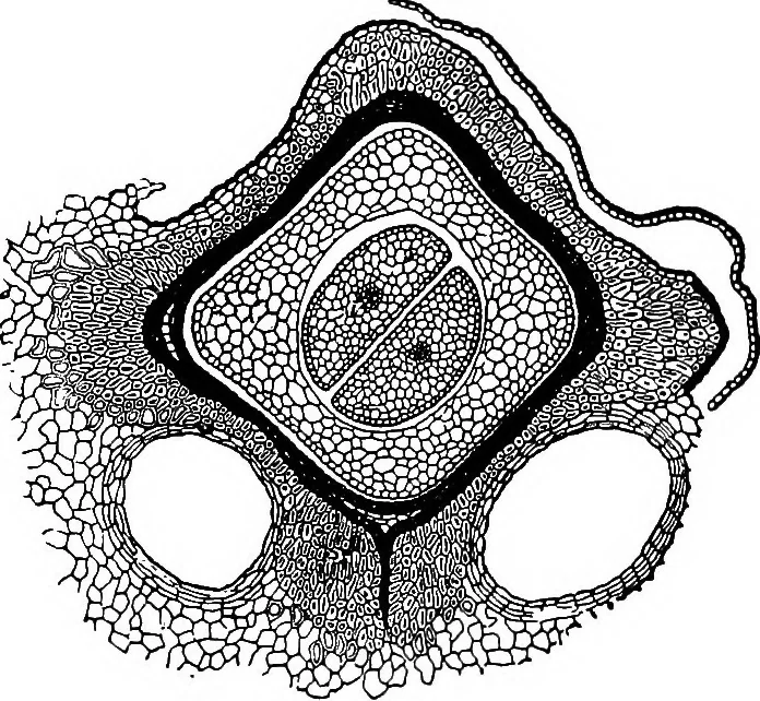 An illustration from The microscopy of vegetable foods : with special reference to the detection of adulteration and the diagnosis of mixtures, 1906, leaf 606