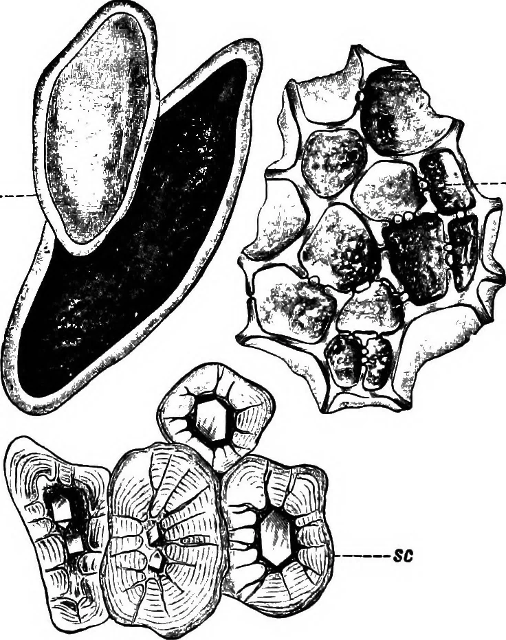 An illustration from The microscopy of vegetable foods : with special reference to the detection of adulteration and the diagnosis of mixtures, 1906, leaf 607
