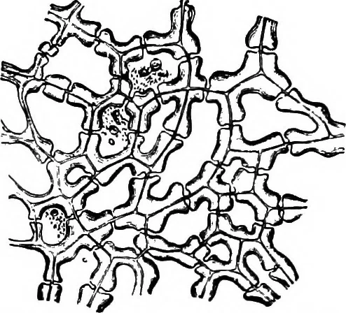 An illustration from The microscopy of vegetable foods : with special reference to the detection of adulteration and the diagnosis of mixtures, 1906, leaf 61
