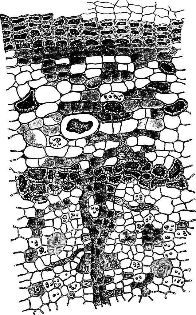 An illustration from The microscopy of vegetable foods : with special reference to the detection of adulteration and the diagnosis of mixtures, 1906, leaf 610