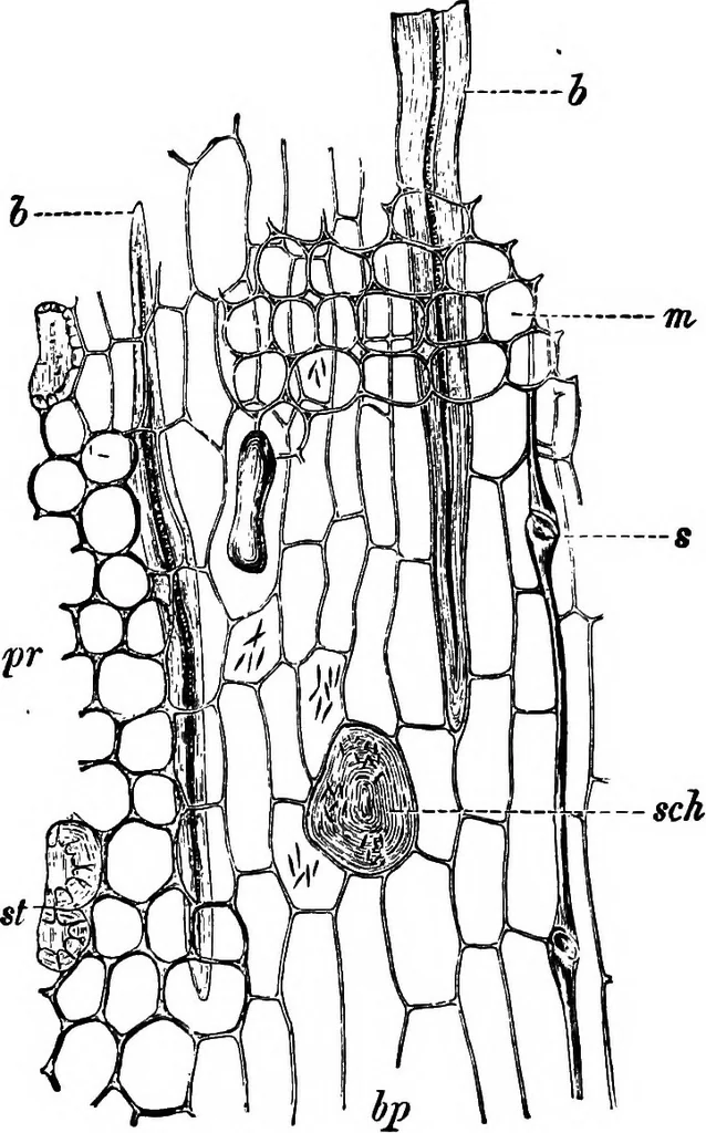 An illustration from The microscopy of vegetable foods : with special reference to the detection of adulteration and the diagnosis of mixtures, 1906, leaf 611