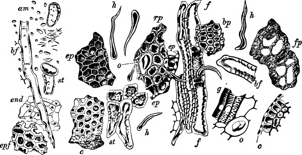 An illustration from The microscopy of vegetable foods : with special reference to the detection of adulteration and the diagnosis of mixtures, 1906, leaf 615