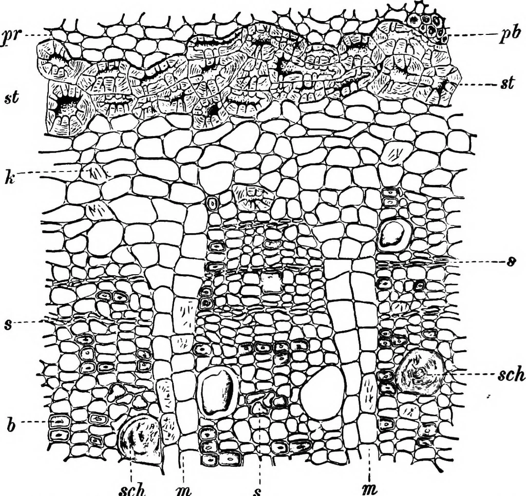 An illustration from The microscopy of vegetable foods : with special reference to the detection of adulteration and the diagnosis of mixtures, 1906, leaf 617