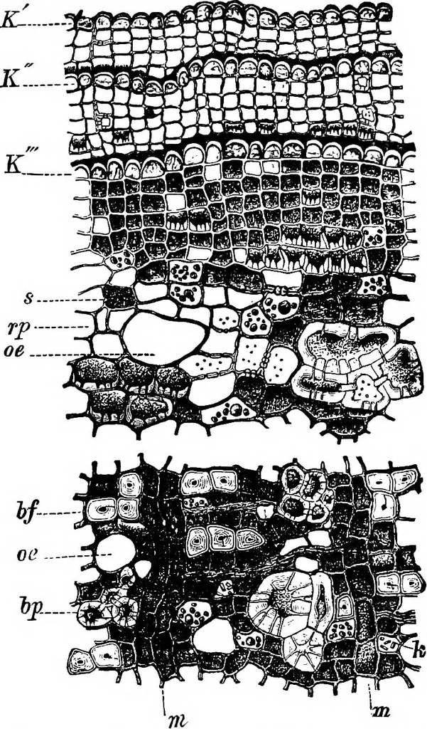 An illustration from The microscopy of vegetable foods : with special reference to the detection of adulteration and the diagnosis of mixtures, 1906, leaf 620