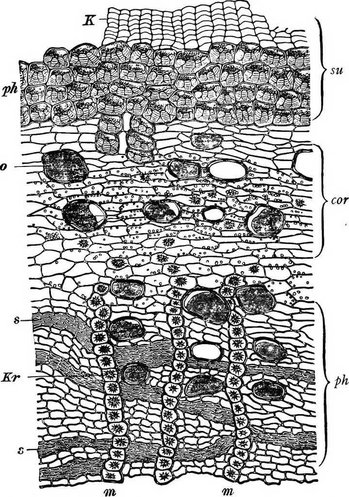 An illustration from The microscopy of vegetable foods : with special reference to the detection of adulteration and the diagnosis of mixtures, 1906, leaf 621
