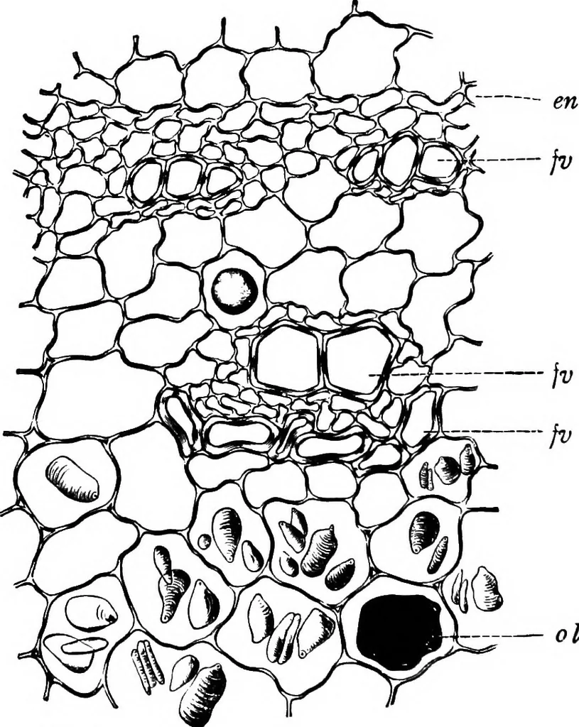 An illustration from The microscopy of vegetable foods : with special reference to the detection of adulteration and the diagnosis of mixtures, 1906, leaf 623