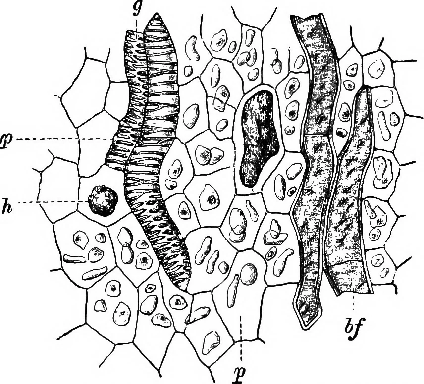 An illustration from The microscopy of vegetable foods : with special reference to the detection of adulteration and the diagnosis of mixtures, 1906, leaf 624