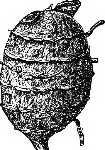 An illustration from The microscopy of vegetable foods : with special reference to the detection of adulteration and the diagnosis of mixtures, 1906, leaf 626