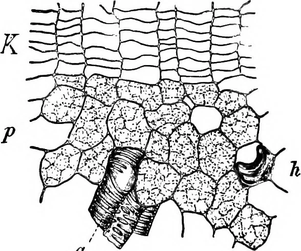 An illustration from The microscopy of vegetable foods : with special reference to the detection of adulteration and the diagnosis of mixtures, 1906, leaf 627