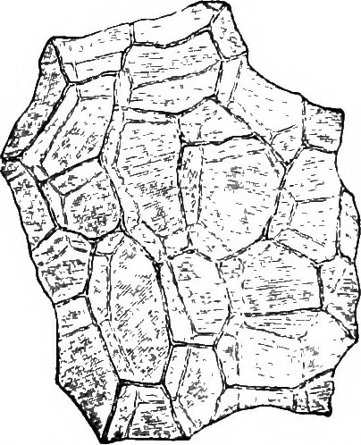 An illustration from The microscopy of vegetable foods : with special reference to the detection of adulteration and the diagnosis of mixtures, 1906, leaf 627