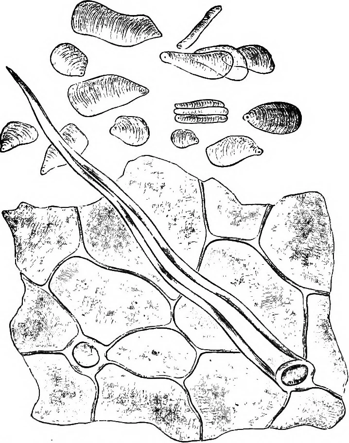 An illustration from The microscopy of vegetable foods : with special reference to the detection of adulteration and the diagnosis of mixtures, 1906, leaf 628