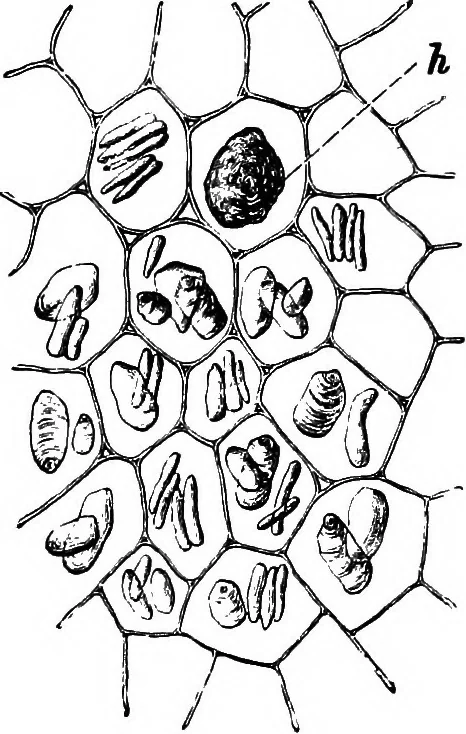 An illustration from The microscopy of vegetable foods : with special reference to the detection of adulteration and the diagnosis of mixtures, 1906, leaf 628