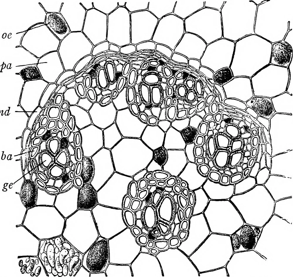 An illustration from The microscopy of vegetable foods : with special reference to the detection of adulteration and the diagnosis of mixtures, 1906, leaf 630