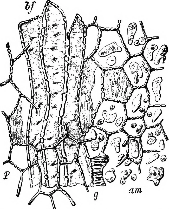 An illustration from The microscopy of vegetable foods : with special reference to the detection of adulteration and the diagnosis of mixtures, 1906, leaf 630