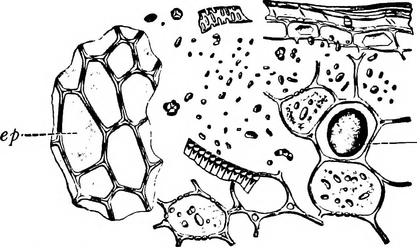 An illustration from The microscopy of vegetable foods : with special reference to the detection of adulteration and the diagnosis of mixtures, 1906, leaf 632