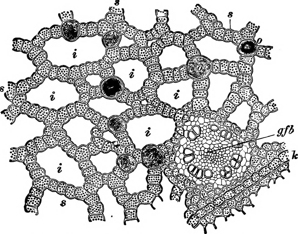 An illustration from The microscopy of vegetable foods : with special reference to the detection of adulteration and the diagnosis of mixtures, 1906, leaf 632