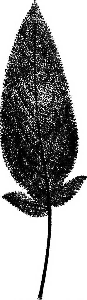 An illustration from The microscopy of vegetable foods : with special reference to the detection of adulteration and the diagnosis of mixtures, 1906, leaf 634