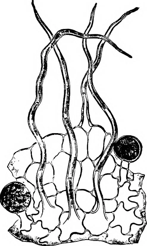 An illustration from The microscopy of vegetable foods : with special reference to the detection of adulteration and the diagnosis of mixtures, 1906, leaf 634