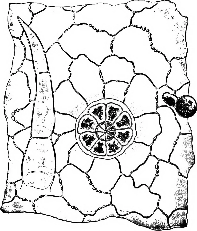An illustration from The microscopy of vegetable foods : with special reference to the detection of adulteration and the diagnosis of mixtures, 1906, leaf 635
