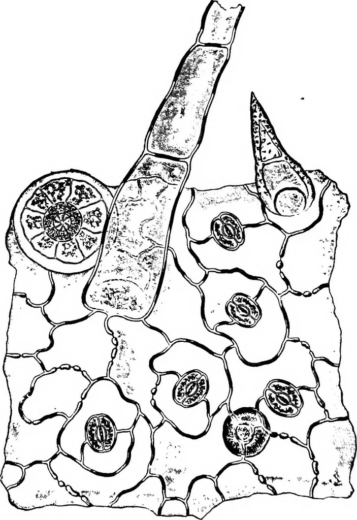 An illustration from The microscopy of vegetable foods : with special reference to the detection of adulteration and the diagnosis of mixtures, 1906, leaf 637