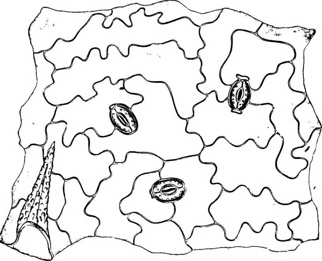 An illustration from The microscopy of vegetable foods : with special reference to the detection of adulteration and the diagnosis of mixtures, 1906, leaf 639