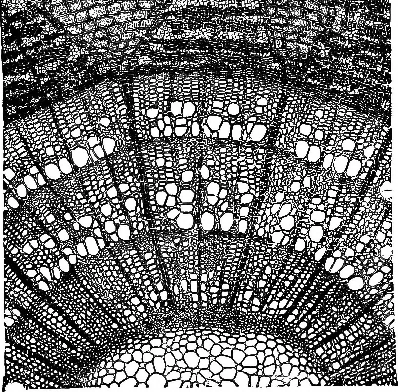 An illustration from The microscopy of vegetable foods : with special reference to the detection of adulteration and the diagnosis of mixtures, 1906, leaf 64