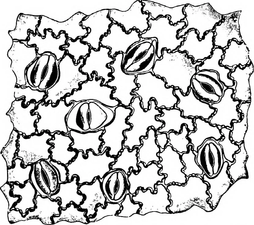 An illustration from The microscopy of vegetable foods : with special reference to the detection of adulteration and the diagnosis of mixtures, 1906, leaf 641