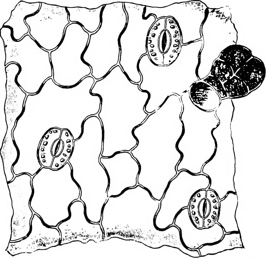 An illustration from The microscopy of vegetable foods : with special reference to the detection of adulteration and the diagnosis of mixtures, 1906, leaf 641