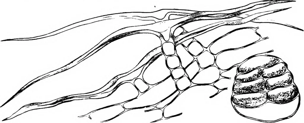 An illustration from The microscopy of vegetable foods : with special reference to the detection of adulteration and the diagnosis of mixtures, 1906, leaf 643