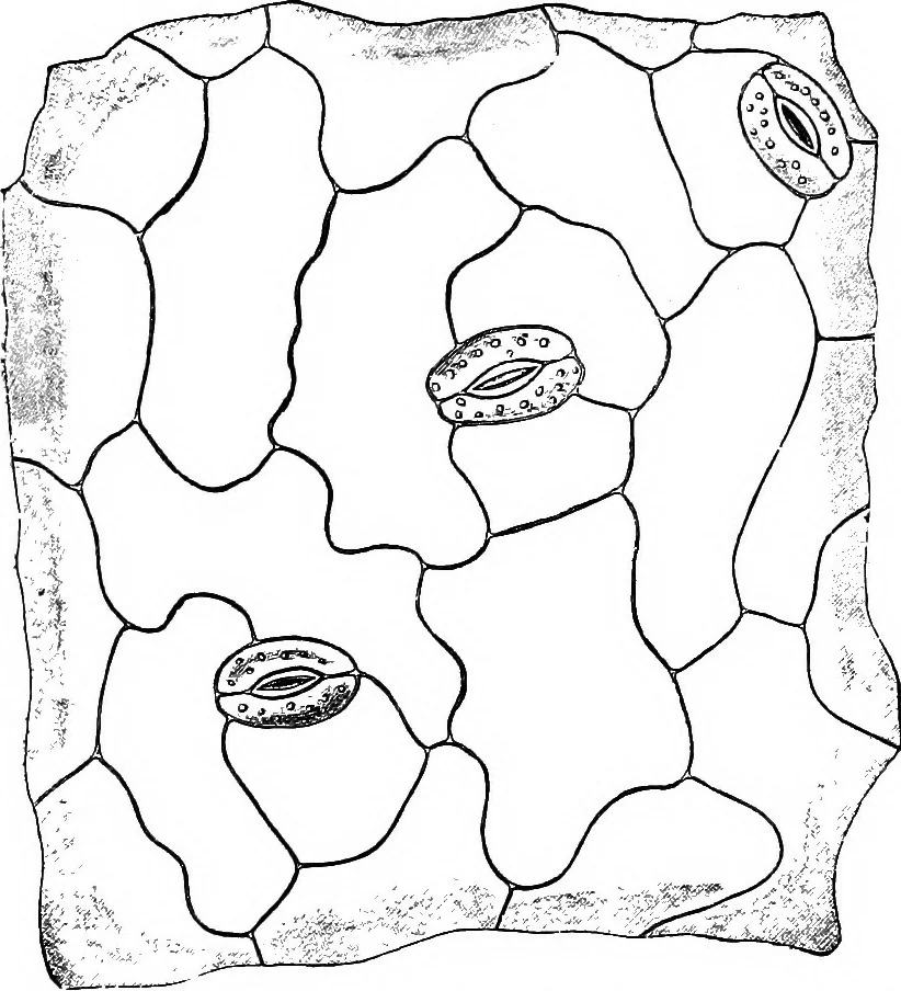 An illustration from The microscopy of vegetable foods : with special reference to the detection of adulteration and the diagnosis of mixtures, 1906, leaf 644