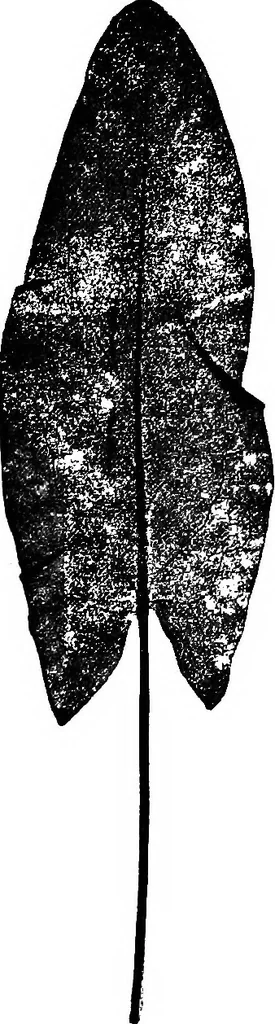 An illustration from The microscopy of vegetable foods : with special reference to the detection of adulteration and the diagnosis of mixtures, 1906, leaf 644