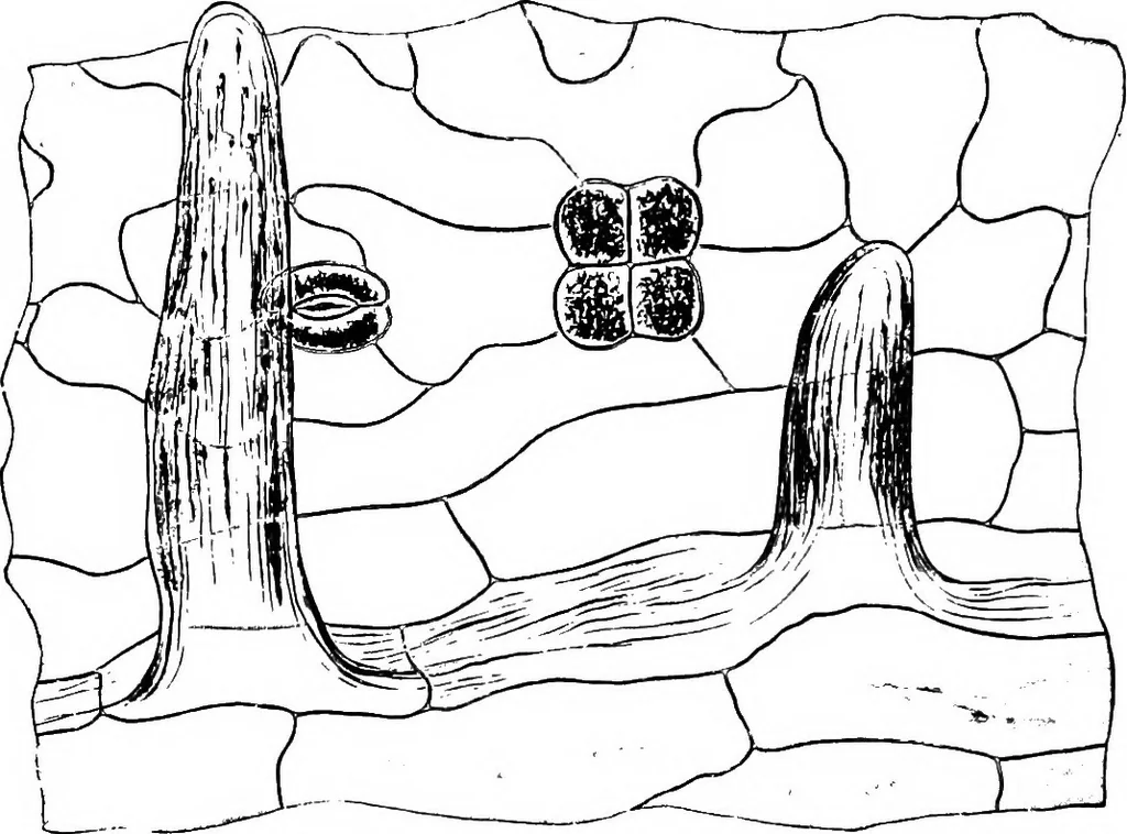 An illustration from The microscopy of vegetable foods : with special reference to the detection of adulteration and the diagnosis of mixtures, 1906, leaf 645