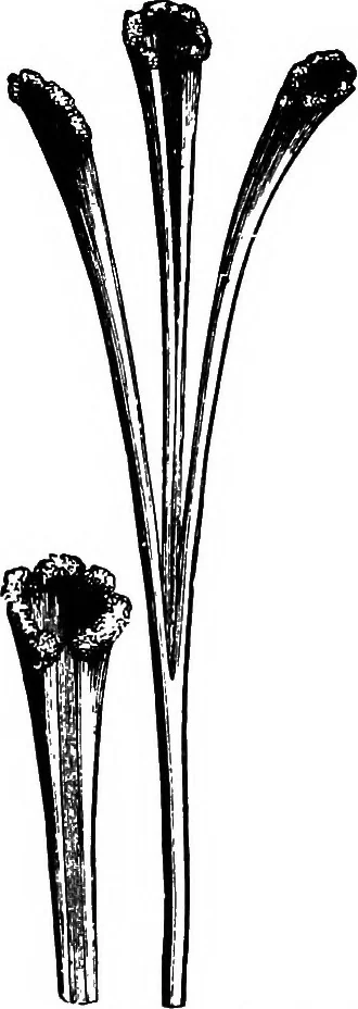 An illustration from The microscopy of vegetable foods : with special reference to the detection of adulteration and the diagnosis of mixtures, 1906, leaf 646