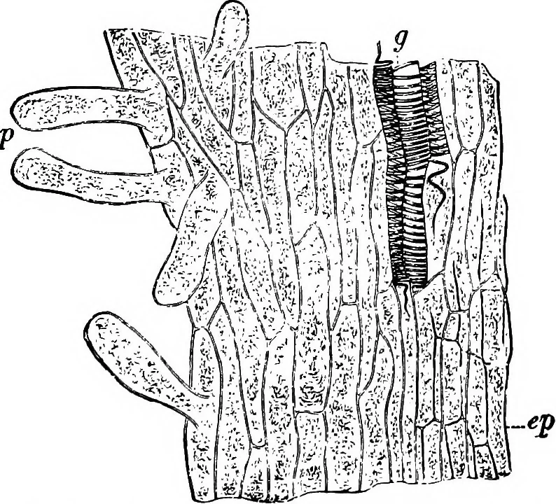 An illustration from The microscopy of vegetable foods : with special reference to the detection of adulteration and the diagnosis of mixtures, 1906, leaf 648