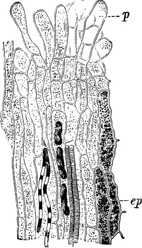 An illustration from The microscopy of vegetable foods : with special reference to the detection of adulteration and the diagnosis of mixtures, 1906, leaf 653
