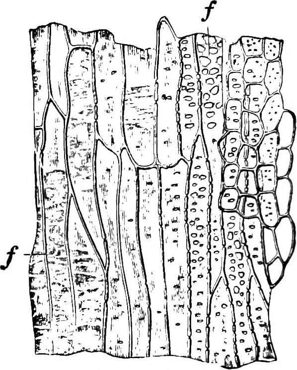 An illustration from The microscopy of vegetable foods : with special reference to the detection of adulteration and the diagnosis of mixtures, 1906, leaf 653