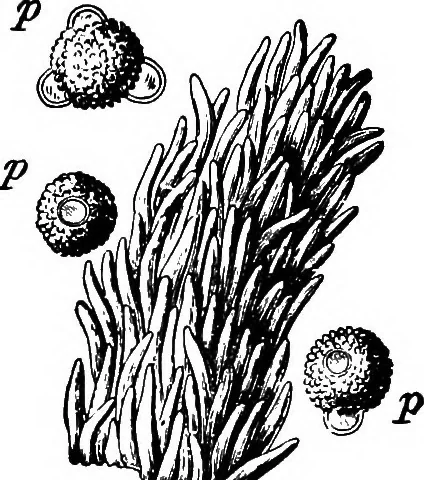 An illustration from The microscopy of vegetable foods : with special reference to the detection of adulteration and the diagnosis of mixtures, 1906, leaf 654