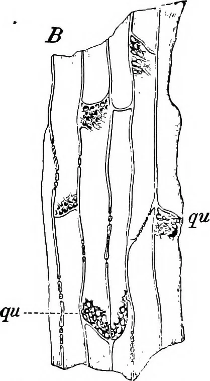 An illustration from The microscopy of vegetable foods : with special reference to the detection of adulteration and the diagnosis of mixtures, 1906, leaf 654