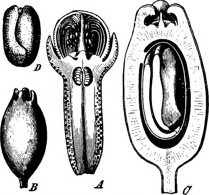 An illustration from The microscopy of vegetable foods : with special reference to the detection of adulteration and the diagnosis of mixtures, 1906, leaf 655