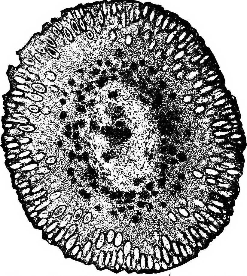 An illustration from The microscopy of vegetable foods : with special reference to the detection of adulteration and the diagnosis of mixtures, 1906, leaf 656