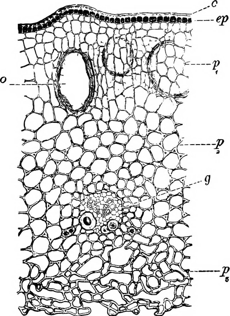 An illustration from The microscopy of vegetable foods : with special reference to the detection of adulteration and the diagnosis of mixtures, 1906, leaf 657