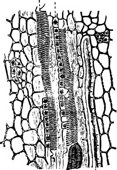 An illustration from The microscopy of vegetable foods : with special reference to the detection of adulteration and the diagnosis of mixtures, 1906, leaf 658