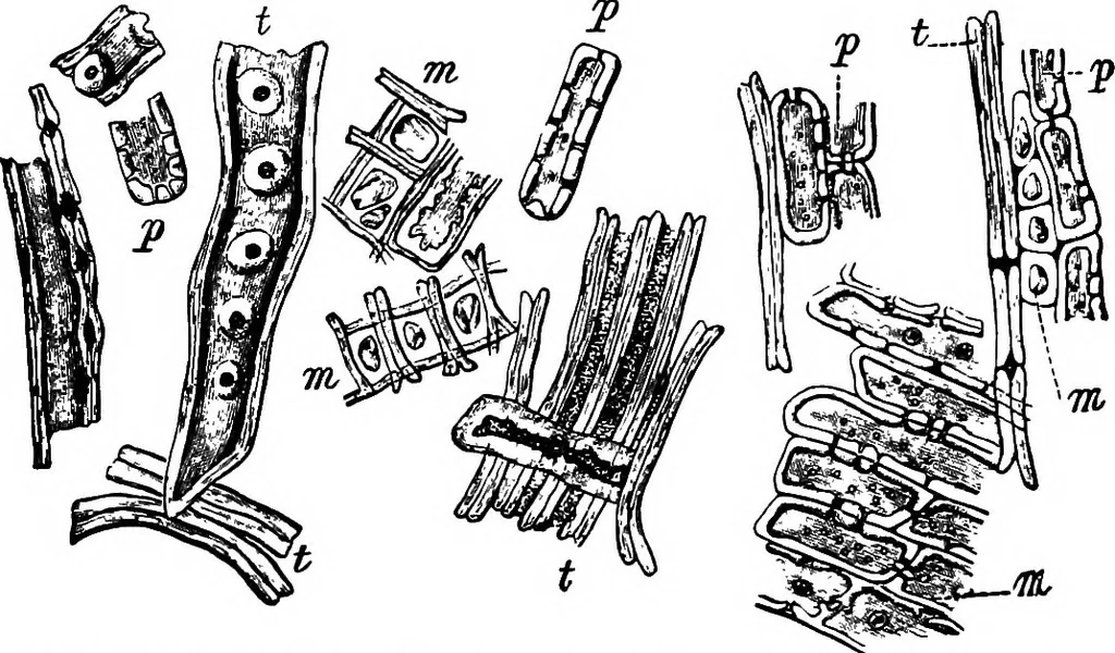 An illustration from The microscopy of vegetable foods : with special reference to the detection of adulteration and the diagnosis of mixtures, 1906, leaf 66