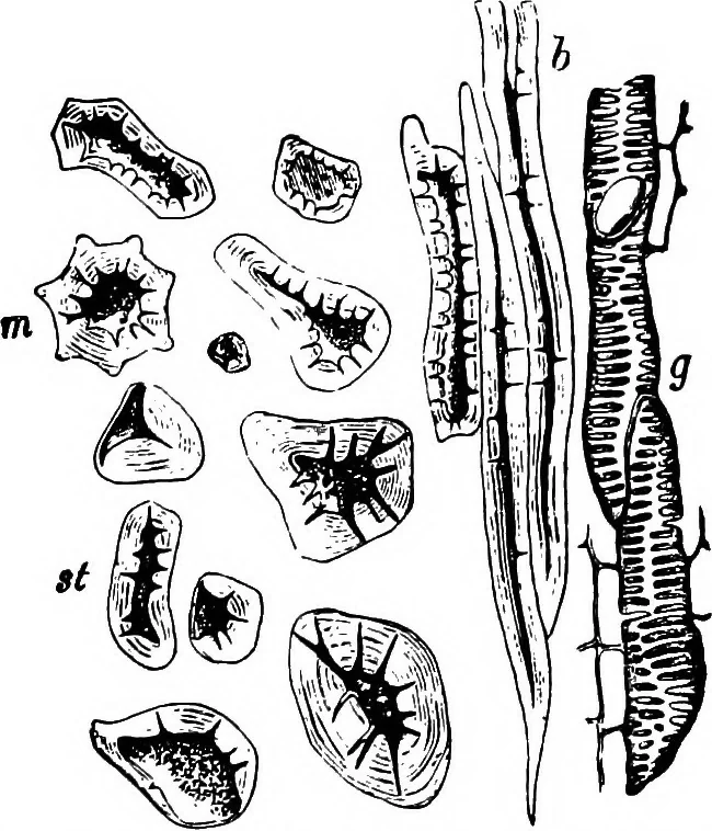 An illustration from The microscopy of vegetable foods : with special reference to the detection of adulteration and the diagnosis of mixtures, 1906, leaf 660
