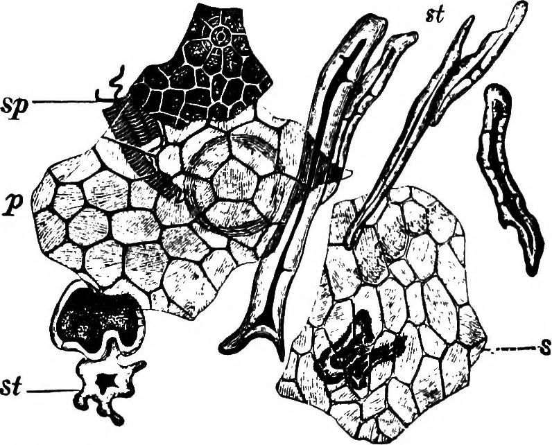 An illustration from The microscopy of vegetable foods : with special reference to the detection of adulteration and the diagnosis of mixtures, 1906, leaf 661