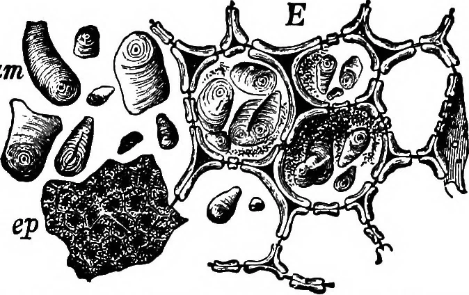 An illustration from The microscopy of vegetable foods : with special reference to the detection of adulteration and the diagnosis of mixtures, 1906, leaf 662