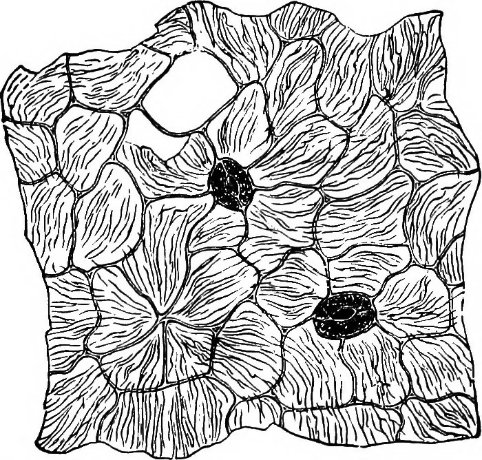 An illustration from The microscopy of vegetable foods : with special reference to the detection of adulteration and the diagnosis of mixtures, 1906, leaf 663